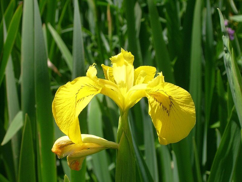 Yellow Flag Iris (Iris pseudacorus)