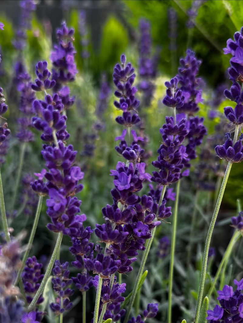 Lavender (Lavandula angustifolia – cold-hardy varieties)