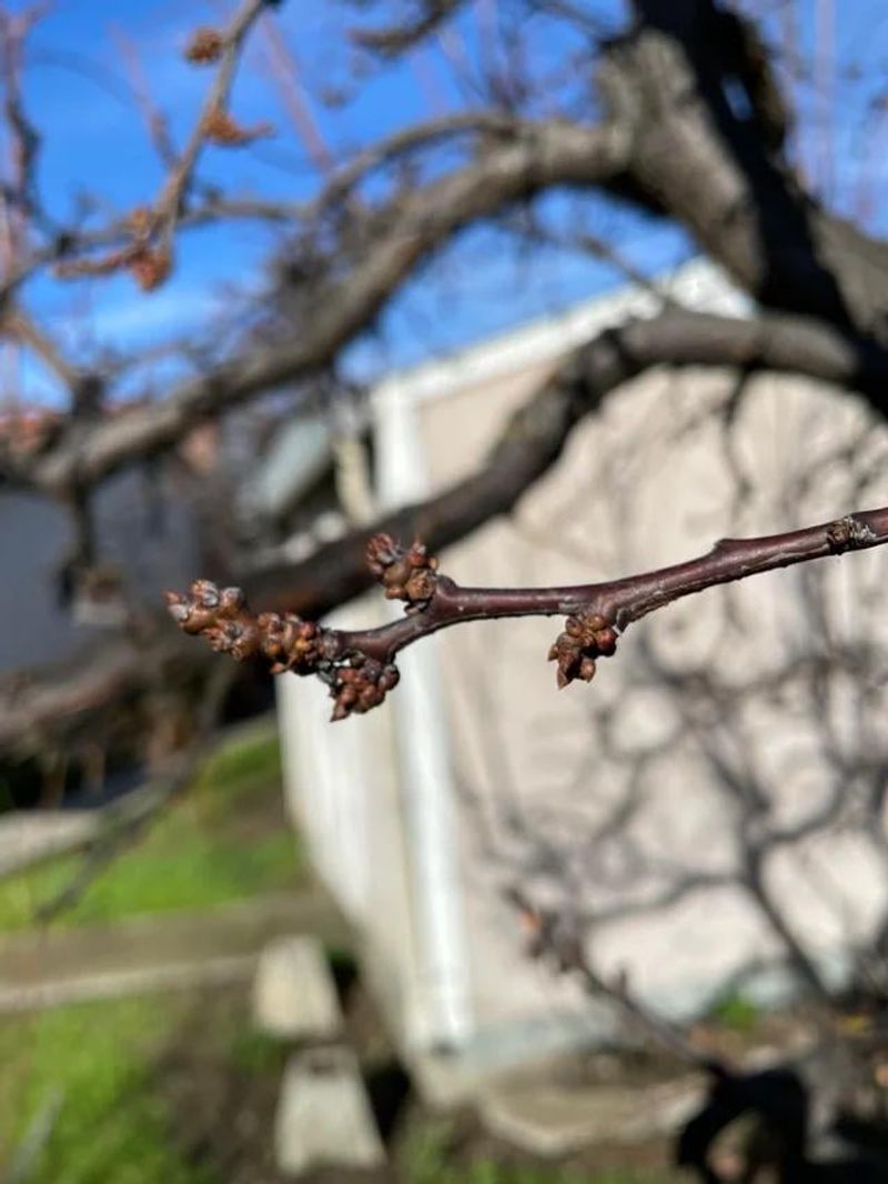 Plum / Prune (Prunus domestica)