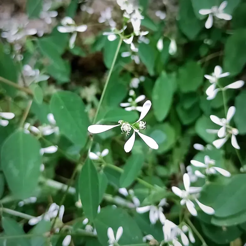 Euphorbia Hypericifolia Performs Reliably In High Temperatures