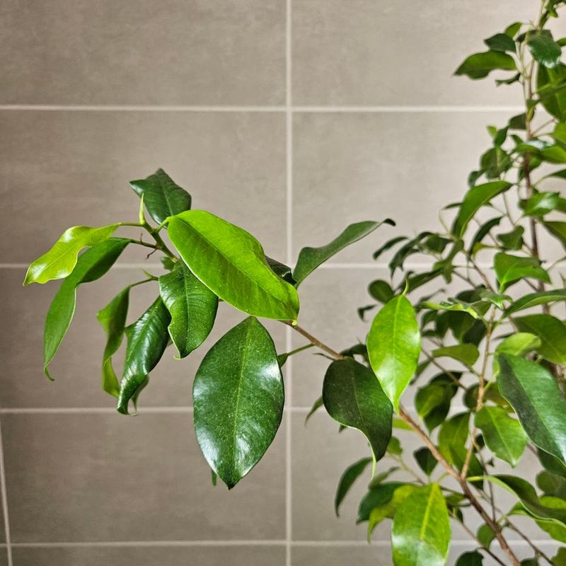 Low Humidity Levels Stress The Leaves