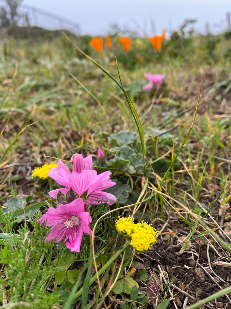 Drought Shapes Flower Lifespan