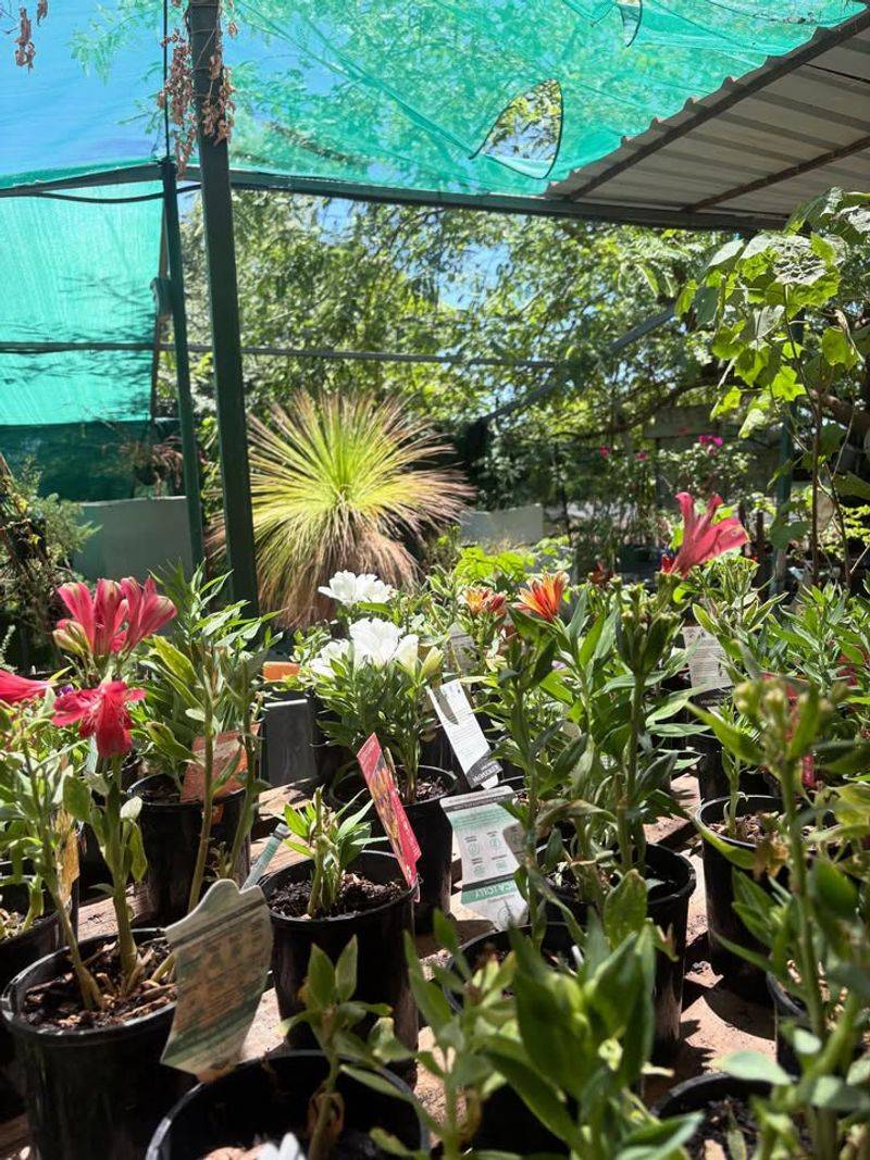 Morning Watering Helps Plants Handle Afternoon Heat