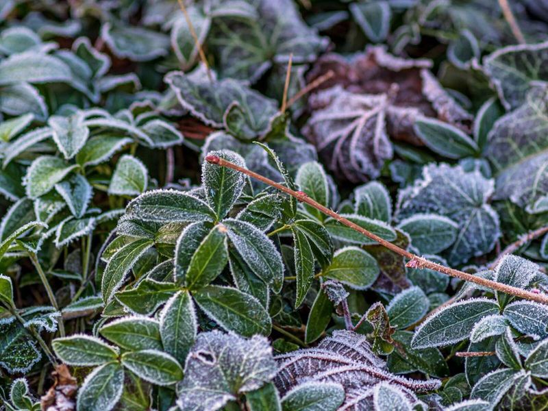 Even After The Average Date Sudden Frost Can Still Happen