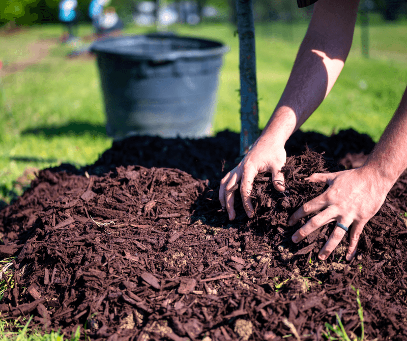 Soil Stays Warmer And Roots Stay Active Longer
