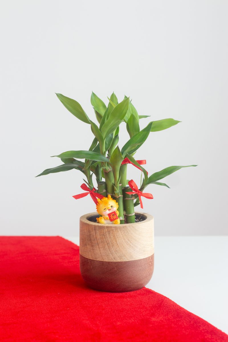 Bamboo Plants In Biodegradable Pots