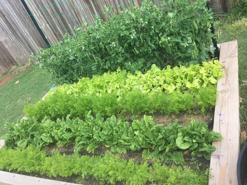 Plant Cool-Season Crops