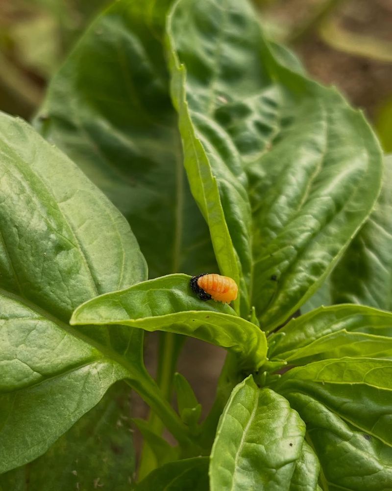 Watch For Common Garden Pests Early