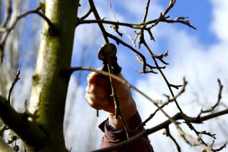Prune Dormant Trees And Shrubs Before Buds Swell
