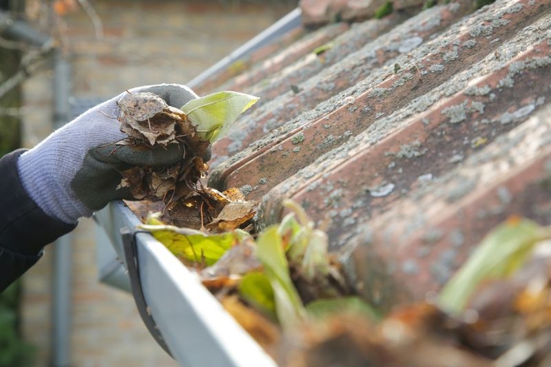 Clean Up Winter Debris And Prune Properly