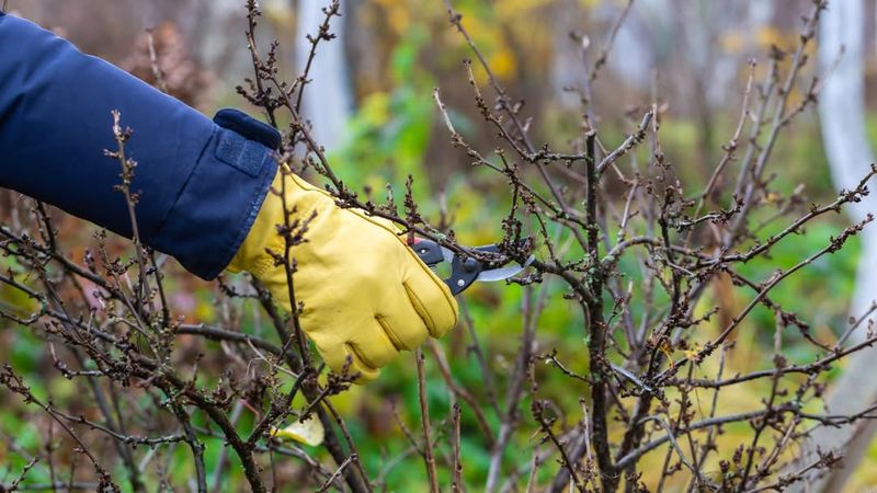 Prune Dormant Trees And Shrubs