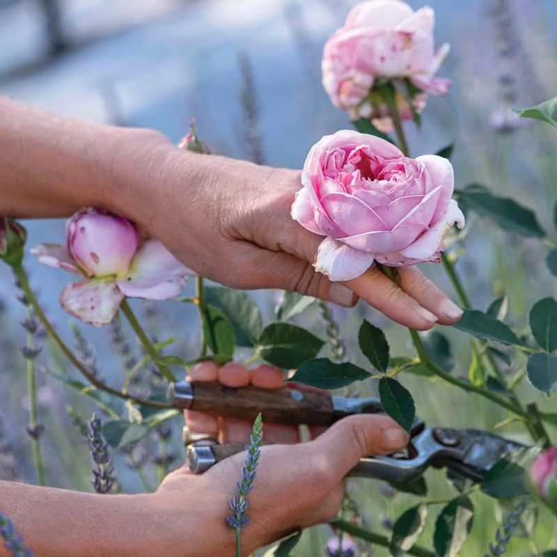 Prune Roses Before Buds Swell