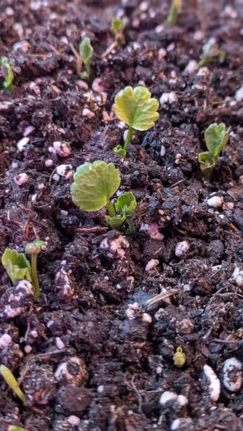 Watch For Late Spring Resprouting