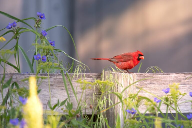 cardinal in garden