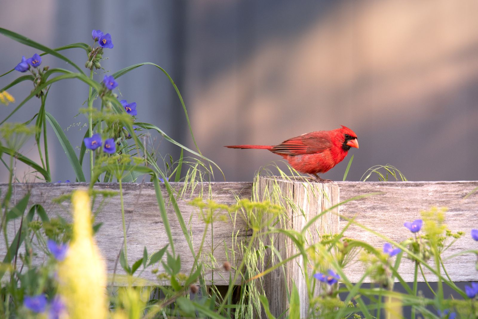 cardinal in garden