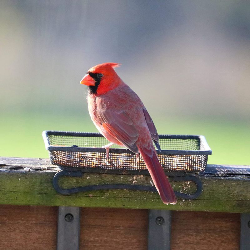 Offer Black Oil Sunflower Seeds In Platform Feeders