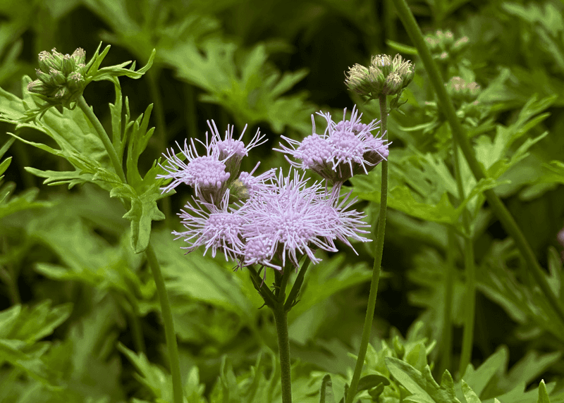 Gregg's Mistflower