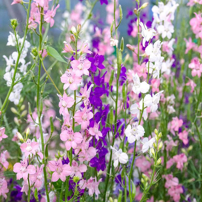 Larkspur