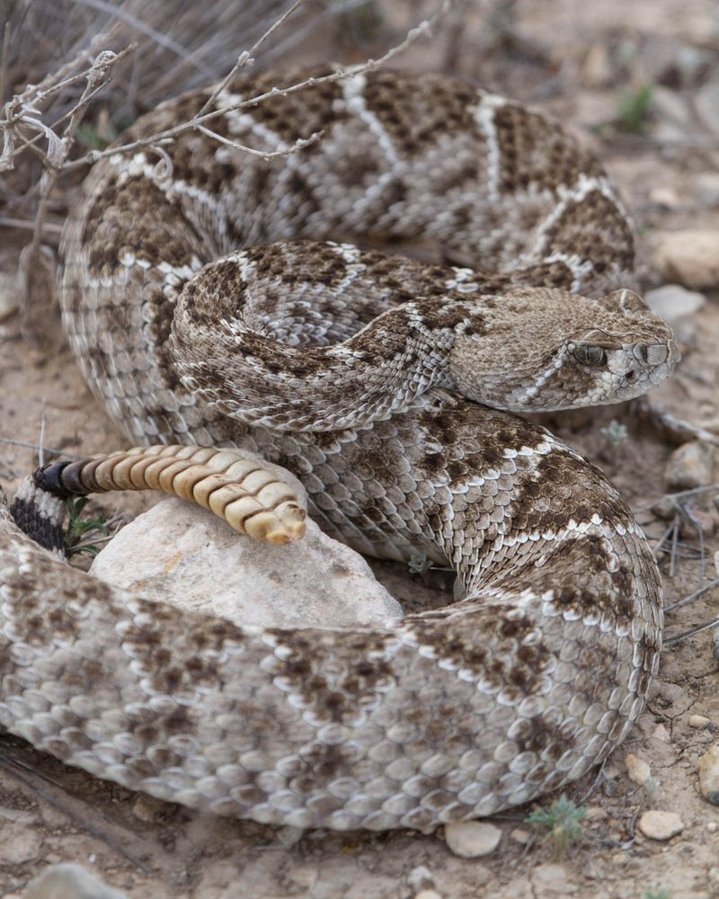 Western Diamondback Rattlesnake