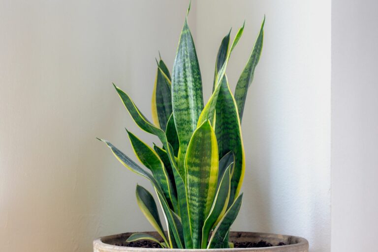 snake plant