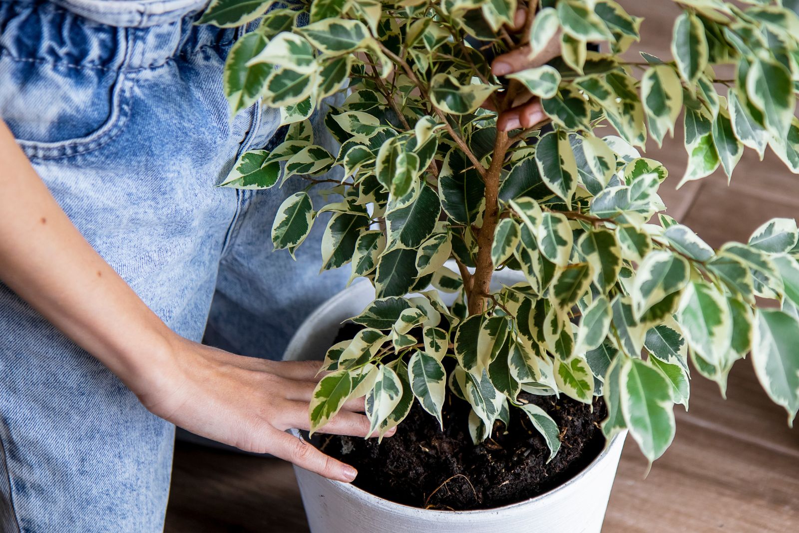 caring for ficus plant