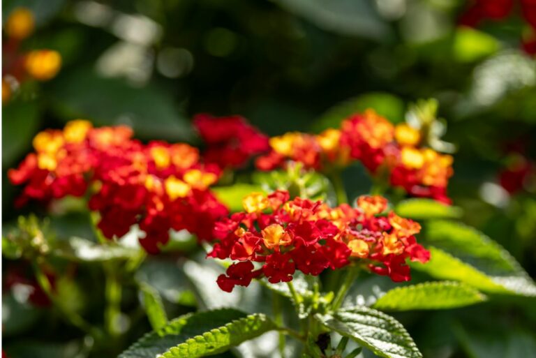 texas lantana