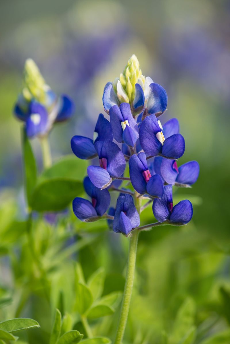 Texas Bluebonnet (Lupinus texensis)