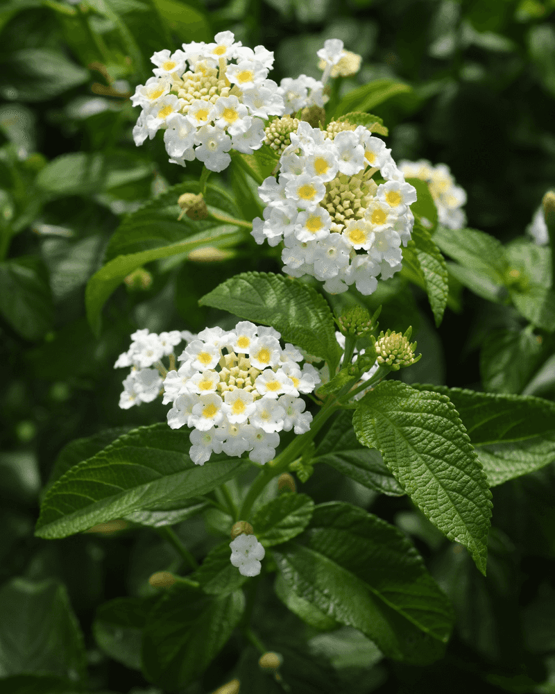 White Lantana Keeps Blooming In Intense Heat And Reflected Sun