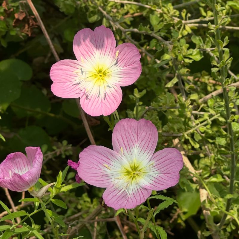 Pink Evening Primrose