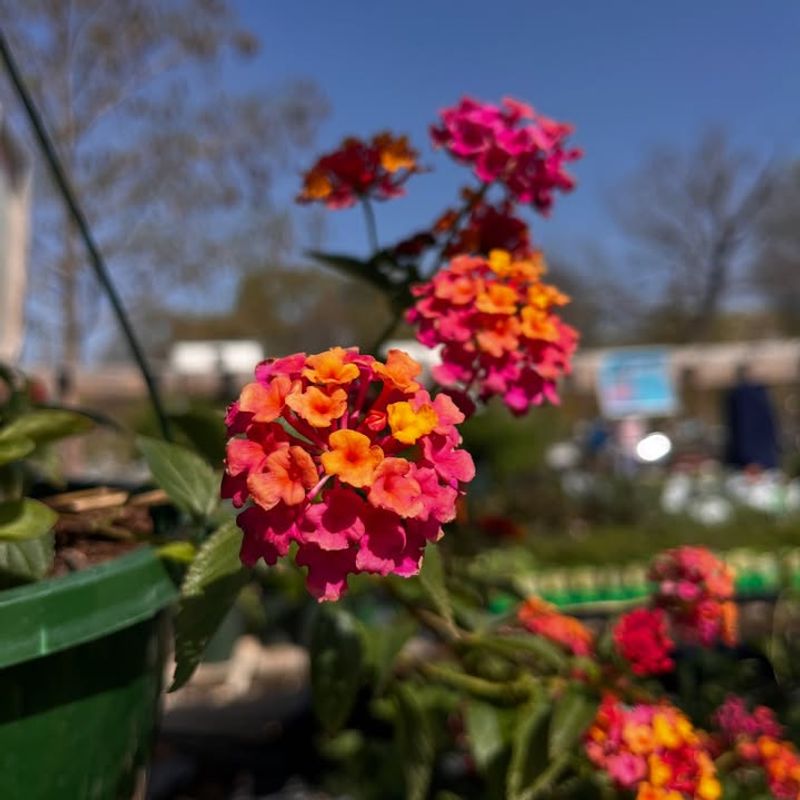 Lantana Thrives In Heat And Attracts Pollinators