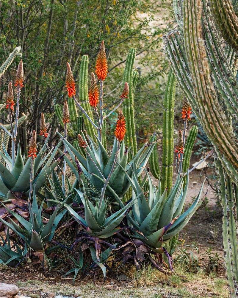 Large Aloe Varieties Bring Bold Texture To Desert Designs