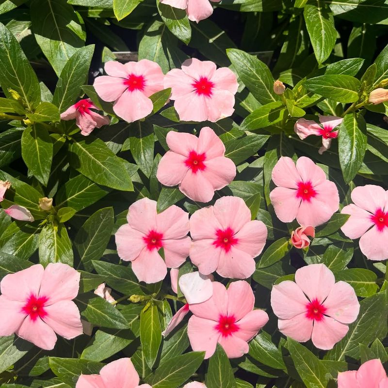 Vinca Replaces Vulnerable Bedding Plants Before Damage Spreads