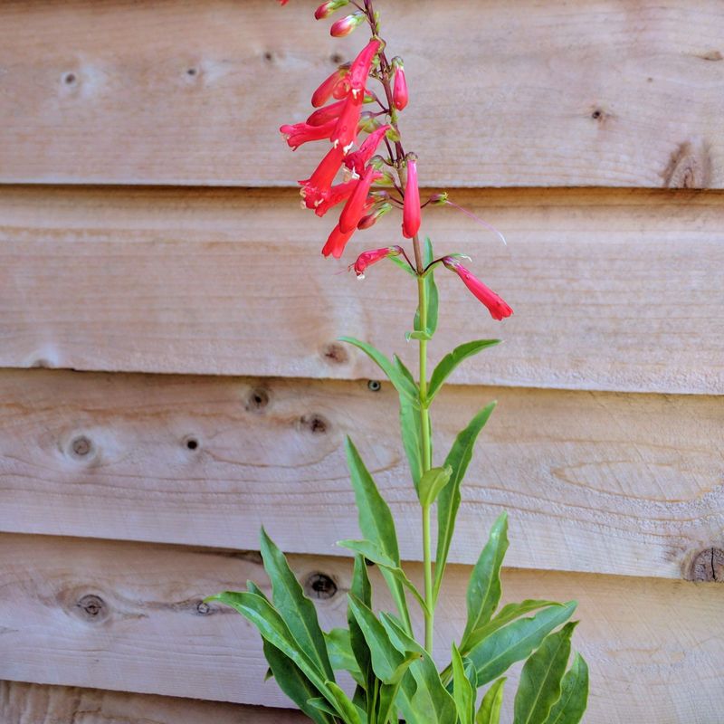 Firecracker Penstemon Attracts Hummingbirds In Spring