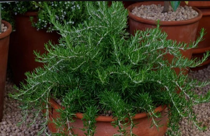 Trailing Rosemary Handles Arizona Sun With Moderate Irrigation