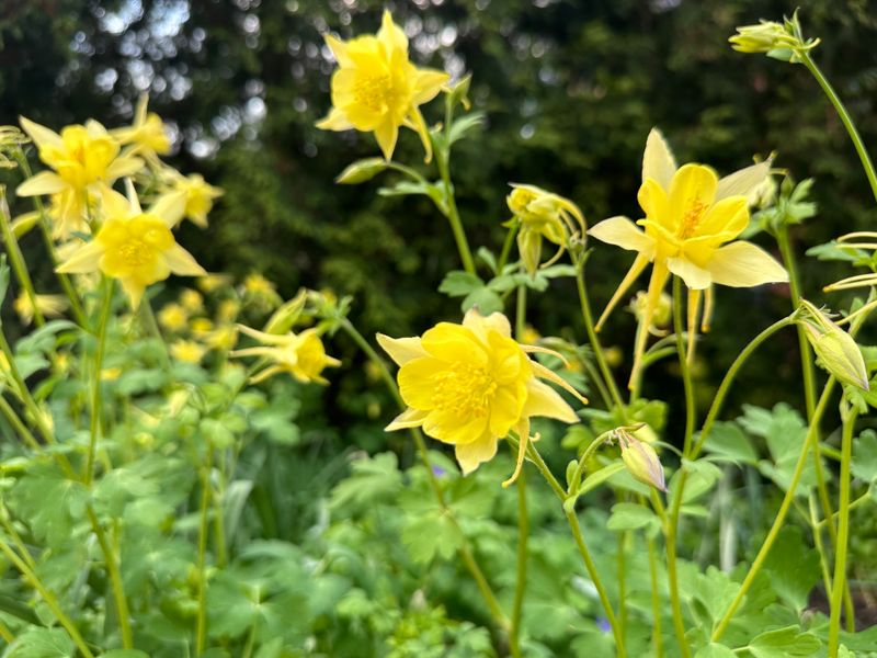 Golden Columbine (Aquilegia Hinckleyana)