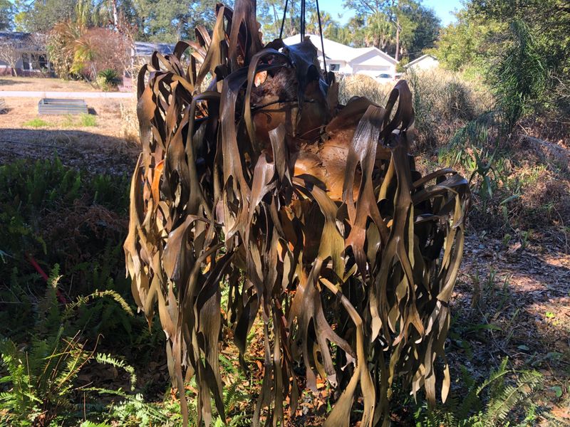 Zone 10 Plants Struggle In Zone 8 And 9 Yards