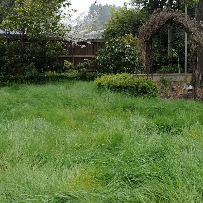 Native Bentgrass (Agrostis pallens)