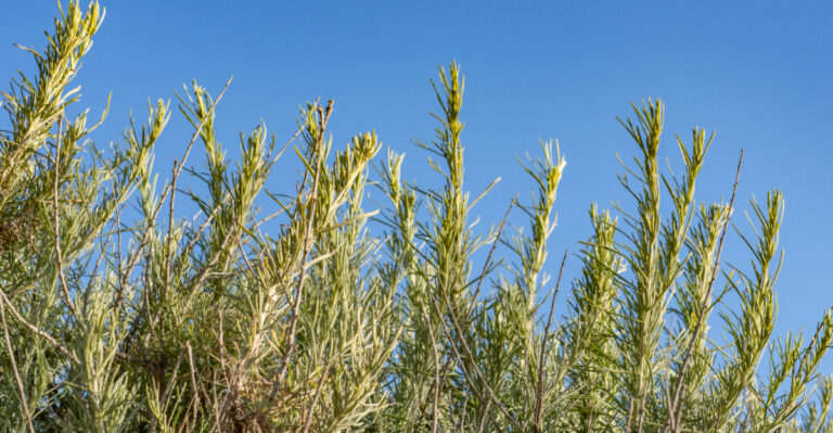 califonira coastal sagebrush