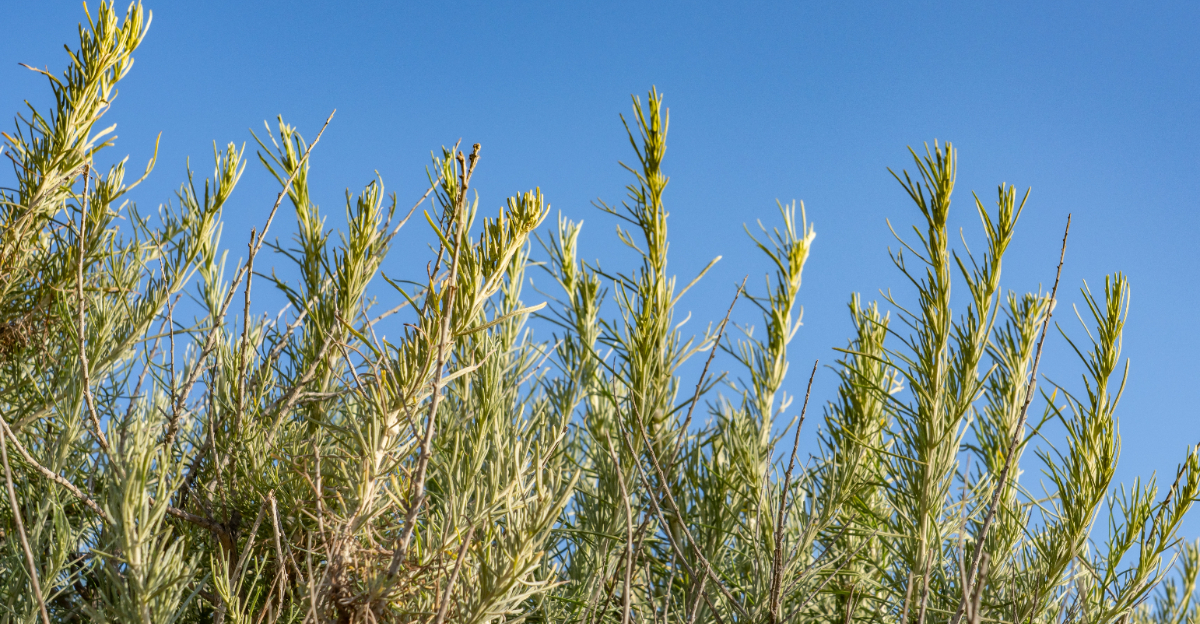 califonira coastal sagebrush