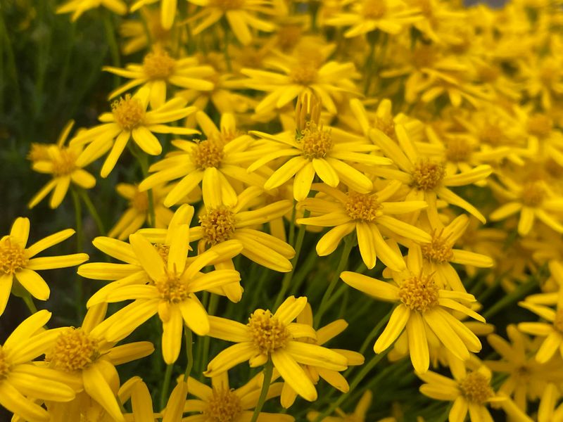 Damianita Forms A Low, Sun-Hardy Mound