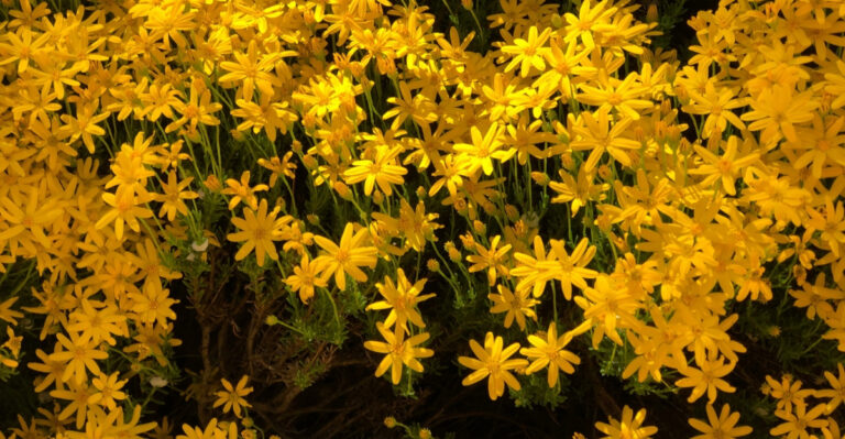 plants (featured image)