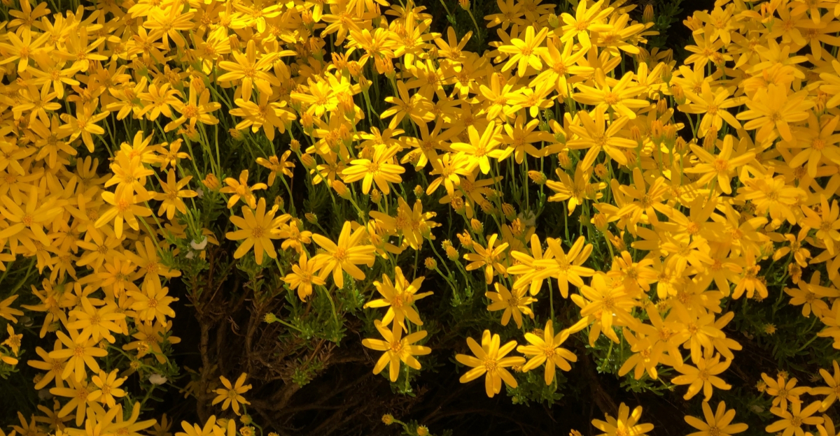 plants (featured image)