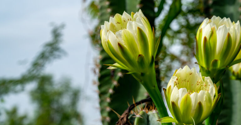 night blooming plant