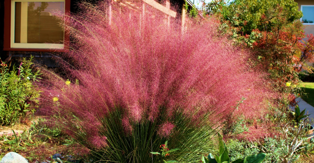 pink muhly grass