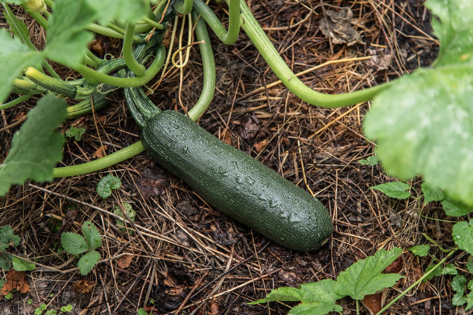 zuchinni in garden