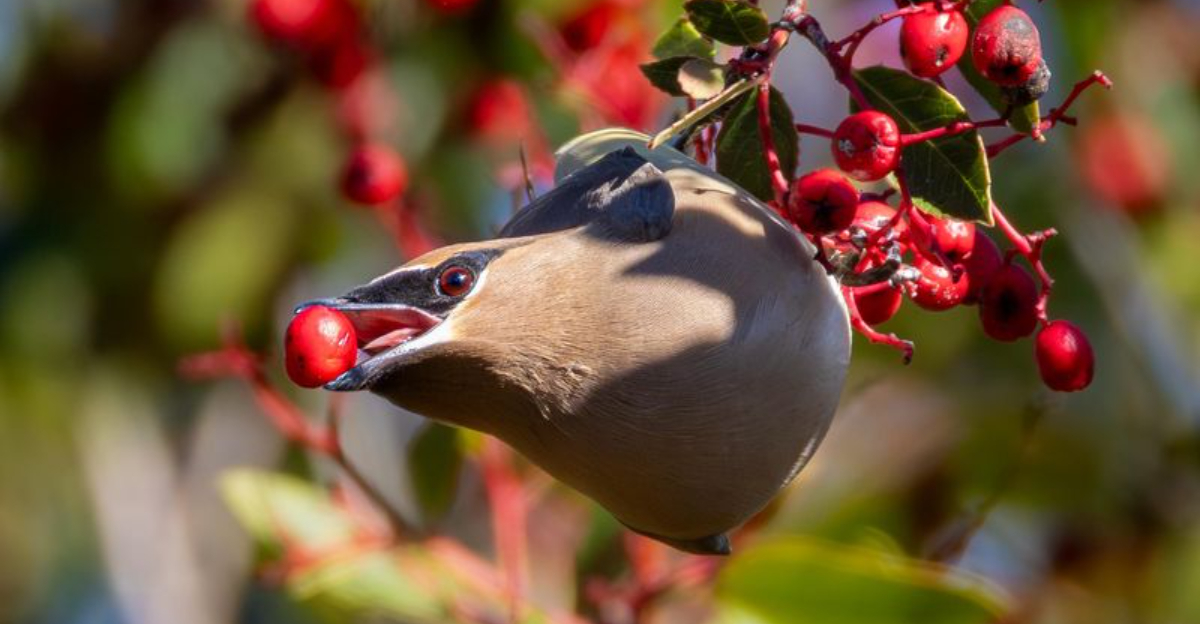 bird eating berry