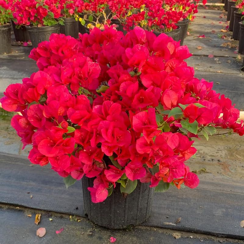 Bougainvillea