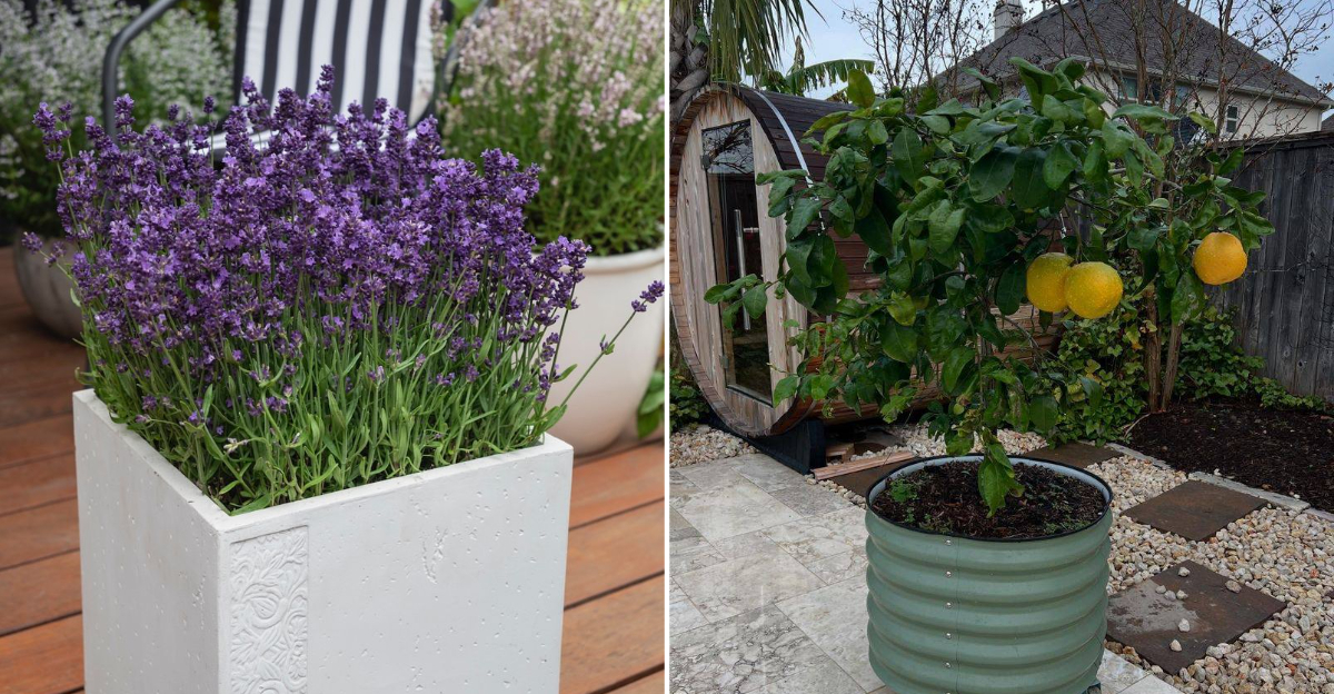 plants in containers