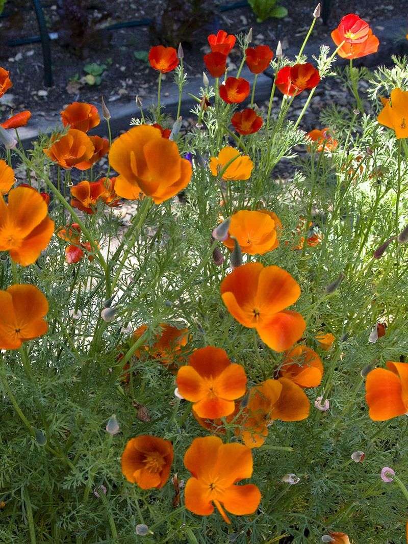 California Poppy
