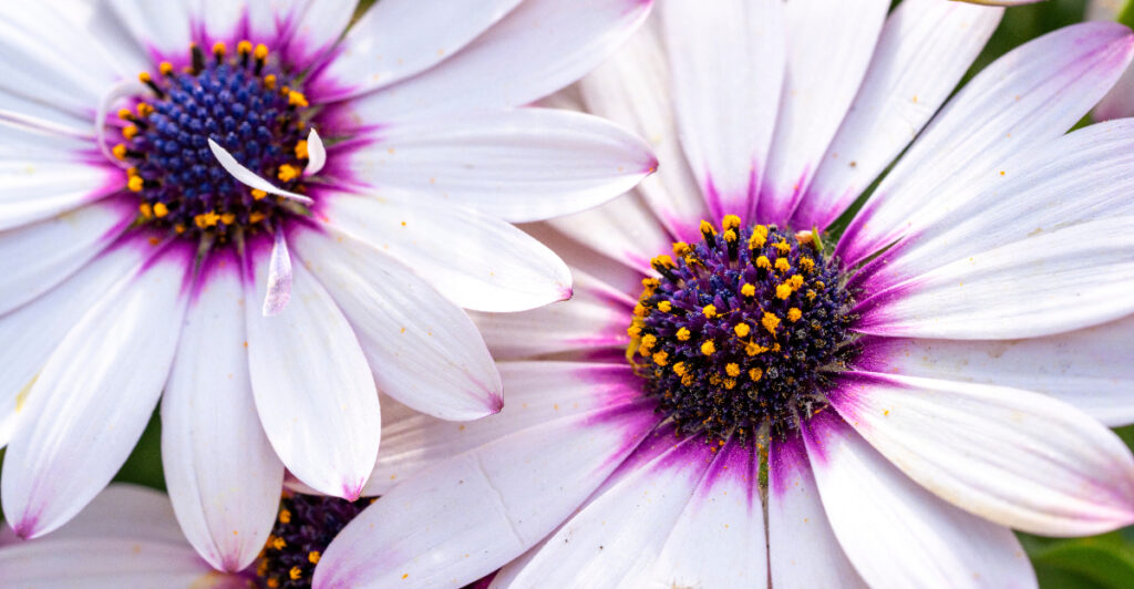 The 10 Flowers That Give California Gardens That Magical Glow
